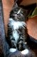 Magnifiques chatons maine coon XXL