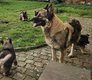 Magnifiques chiots bergers allemand ancien type