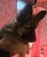 Magnifiques chiots bergers allemand ancien type