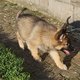 Magnifiques chiots bergers allemand ancien type
