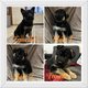 4 chiots Berger Allemand disponibles à partir du...