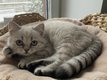 Magnifique femelle Scottish Color point (yeux...