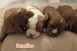 Bébés cavalier king Charles nés et élevés...