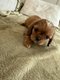 Bébés cavalier king Charles mâle né et...