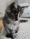 5 Adorables Chatons Maine Coon