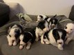 Magnifique portée de Border Collie