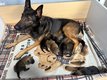 Chiots Belgian malinois