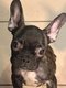 Bouledogue français à vendre