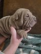 Chiots shar-peïs