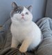 Superbes chatons british shorthair