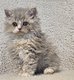 Chaton Selkirk Rex