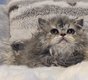 Chaton Selkirk Rex