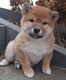 Shiba inu