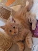 Châtons  Maine Coon à acquérir