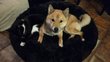 Femelle Shiba Inu