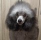 Magnifiques Caniche toy gris mâles 6 mois