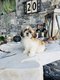 Superbes Shih tzu de taille naine