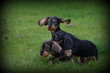 Chiots Teckel poil dur