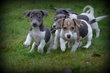Chiots Jack Russell bleu lilac