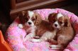 Magnifiques chiots Cavalier king charles blenheim