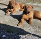 Couple dogue de bordeaux