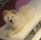 Chow chow femelle pure race