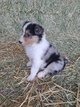Chiots Border Collie à vendre