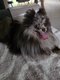 Magnifique mâle spitz merle chocolat pour saillie