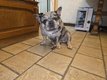 Bouledogue français silver-merle femelle