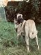 Chiots croisés Kangal