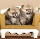 Superbes mini femelles pomerian typées ourson