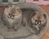 Superbes mini femelles pomerian typées ourson