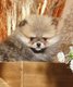 Superbe mini femelle pomerian typée ourson