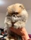 Superbe mini femelle pomerian typée ourson