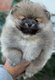 Superbe mini femelle pomerian typée ourson