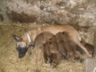 Chiots berger malinois issus de lignée de travail