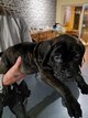 Chiots Cane Corso pure race