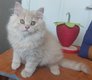 British shorthair et longhair