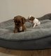 Chiots Cavalier King Charles