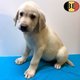 Magnifiques chiots Labrador noir - blond -...