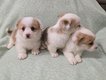 Magnifiques chiots welsh corgis élevés en...
