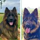 Chiot Berger allemand à réservé