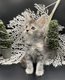 Chatons mâles maine coon disponible