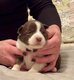 Chiot border collie à vendre