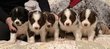 Chiot border collie à vendre