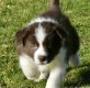 Chiot border collie à vendre