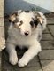 Chiots Border collie