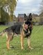 Berger allemand à donner