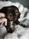 Chiots Shih-tzu femelles et mâles disponibles...