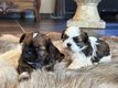 Shih Tzu Chiots